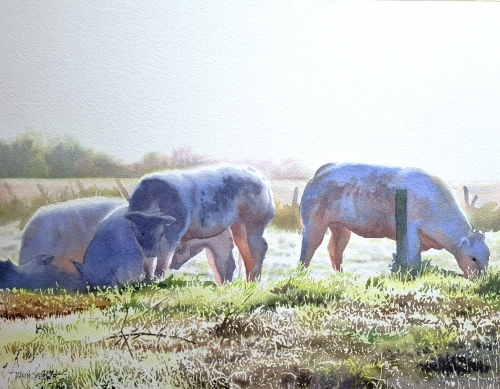 Koeien langs de Beekmeersstraat (2)